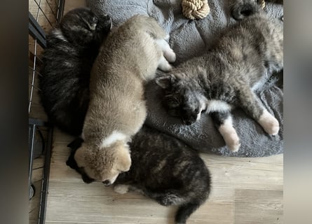Akita- Welpen - C- Wurf - aus VDH-Zucht - verfügbar