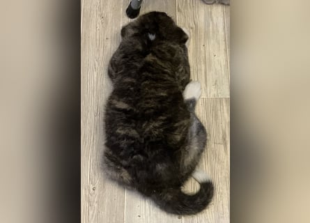 Akita- Welpen - C- Wurf - noch 2 Welpen verfügbar - VDH/AC -