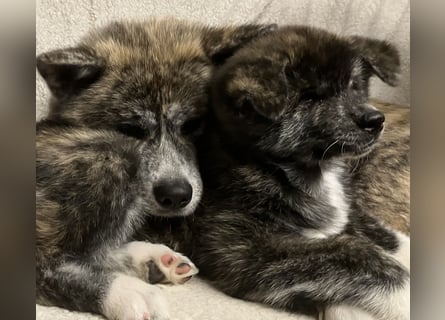 Brindel Akita Welpe - weibl. - aus VDH- Zucht ist wieder frei!