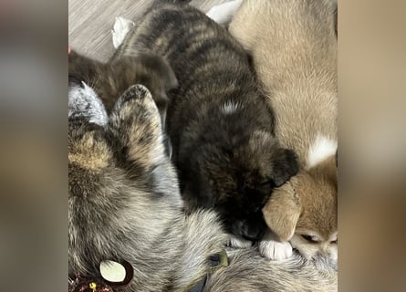 Akita- Welpen - C- Wurf - noch 2 Welpen verfügbar - VDH/AC -