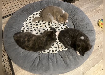 Akita- Welpen - C- Wurf - aus VDH-Zucht - verfügbar