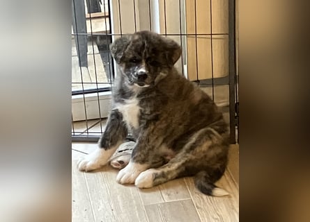 Akita- Welpen - C- Wurf - noch 2 Welpen verfügbar - VDH/AC -