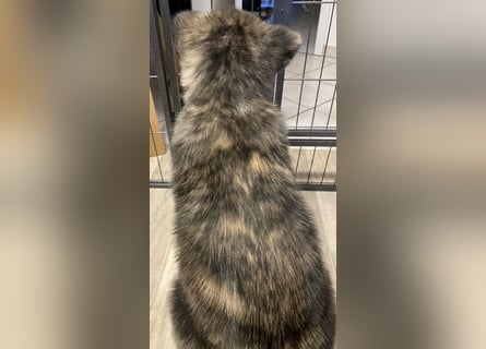 Brindel Akita Welpe - weibl. - aus VDH- Zucht ist wieder frei!