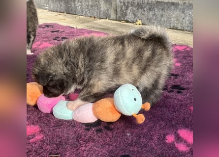 Akita- Welpen - C- Wurf - aus VDH-Zucht - verfügbar