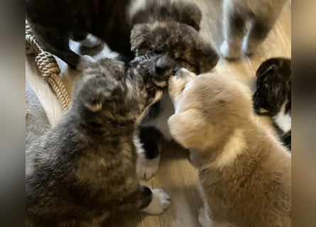 Akita- Welpen - C- Wurf - noch 2 Welpen verfügbar - VDH/AC -