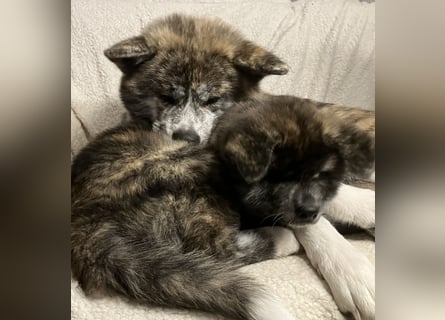 Brindel Akita Welpe - weibl. - aus VDH- Zucht ist wieder frei!