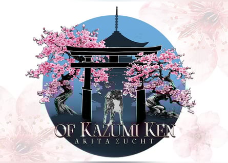 Akita- Welpen - C- Wurf - aus VDH-Zucht - verfügbar