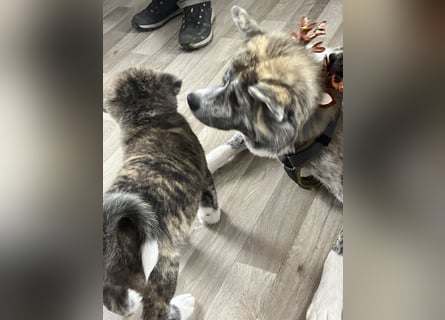Akita- Welpen - C- Wurf - noch 2 Welpen verfügbar - VDH/AC -