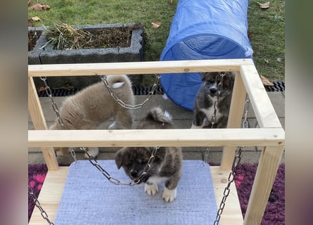 Akita- Welpen - C- Wurf - noch 2 Welpen verfügbar - VDH/AC -