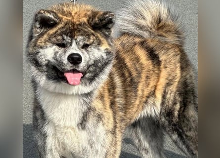 Akita- Welpen - C- Wurf - aus VDH-Zucht - verfügbar