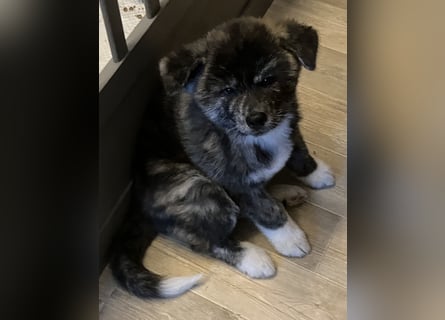 Brindel Akita Welpe - weibl. - aus VDH- Zucht ist wieder frei!