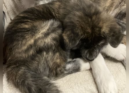 Brindel Akita Welpe - weibl. - aus VDH- Zucht ist wieder frei!