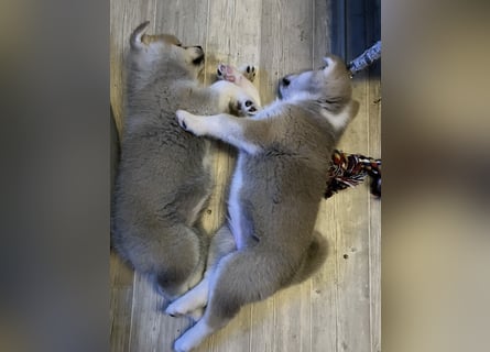 Akita- Welpen - C- Wurf - noch 2 Welpen verfügbar - VDH/AC -