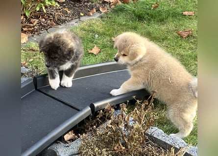 Akita- Welpen - C- Wurf - noch 2 Welpen verfügbar - VDH/AC -