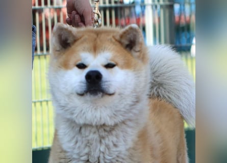 Akita- Welpen - C- Wurf - aus VDH-Zucht - verfügbar