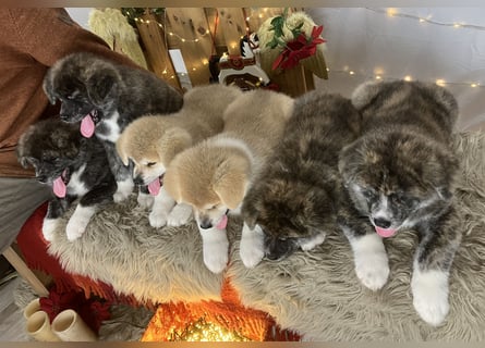 Akita- Welpen - C- Wurf - noch 2 Welpen verfügbar - VDH/AC -