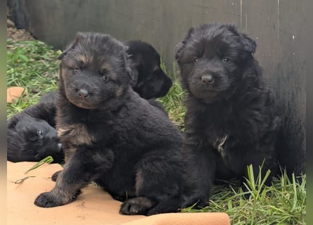 Altdeutsche Schäferhunde Welpen