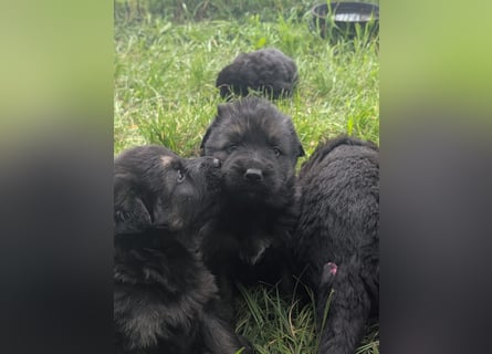 Altdeutsche Schäferhunde Welpen