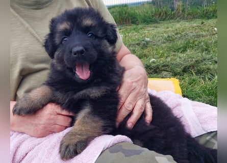 Altdeutsche Schäferhunde Welpen