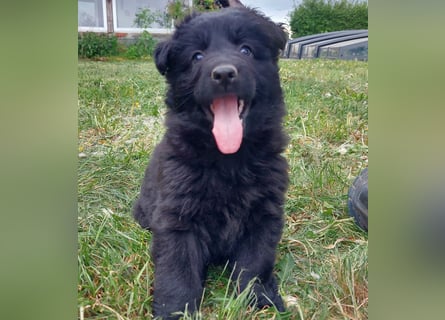 Altdeutsche Schäferhunde Welpen