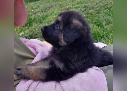 Altdeutsche Schäferhunde Welpen