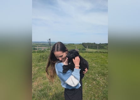 Altdeutsche Schäferhunde Welpen