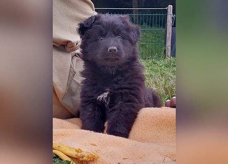 Altdeutsche Schäferhunde Welpen