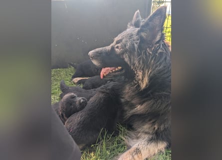 Altdeutsche Schäferhunde Welpen