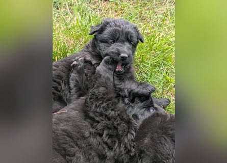 Altdeutsche Schäferhunde Welpen