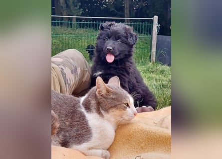 Altdeutsche Schäferhunde Welpen