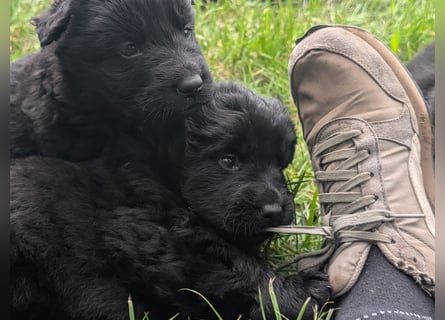 Altdeutsche Schäferhunde Welpen