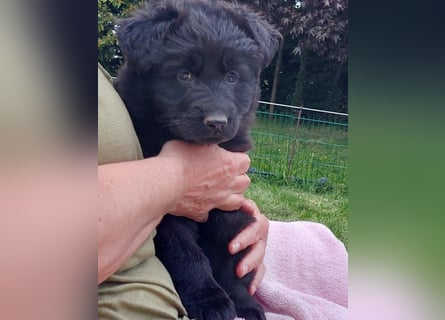 Altdeutsche Schäferhunde Welpen