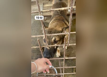 update Fotos - Notfall - Dieser liebe Schäferhundmix braucht dringend ein Zuhause
