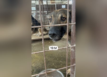 update Fotos - Notfall - Dieser liebe Schäferhundmix braucht dringend ein Zuhause
