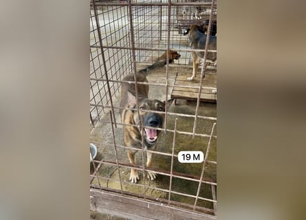 update Fotos - Notfall - Dieser liebe Schäferhundmix braucht dringend ein Zuhause