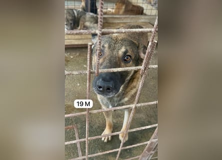 update Fotos - Notfall - Dieser liebe Schäferhundmix braucht dringend ein Zuhause