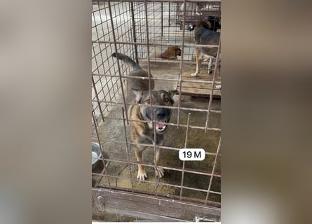 update Fotos - Notfall - Dieser liebe Schäferhundmix braucht dringend ein Zuhause