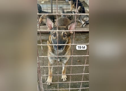 update Fotos - Notfall - Dieser liebe Schäferhundmix braucht dringend ein Zuhause
