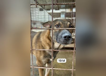 update Fotos - Notfall - Dieser liebe Schäferhundmix braucht dringend ein Zuhause