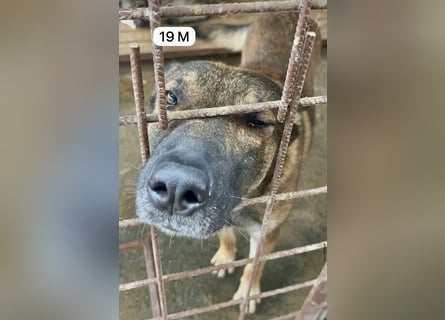 update Fotos - Notfall - Dieser liebe Schäferhundmix braucht dringend ein Zuhause