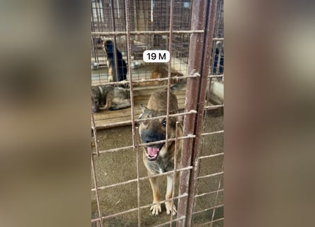 update Fotos - Notfall - Dieser liebe Schäferhundmix braucht dringend ein Zuhause