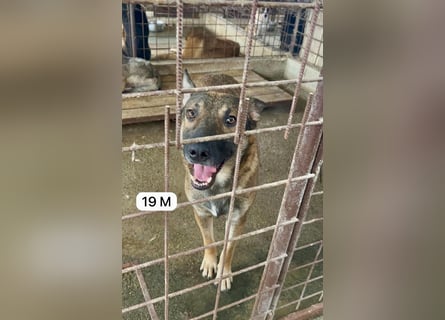 update Fotos - Notfall - Dieser liebe Schäferhundmix braucht dringend ein Zuhause