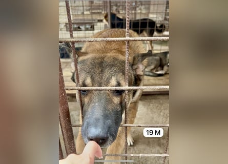 update Fotos - Notfall - Dieser liebe Schäferhundmix braucht dringend ein Zuhause