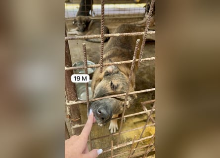 update Fotos - Notfall - Dieser liebe Schäferhundmix braucht dringend ein Zuhause