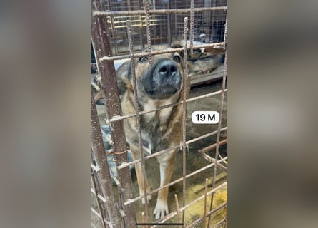 update Fotos - Notfall - Dieser liebe Schäferhundmix braucht dringend ein Zuhause