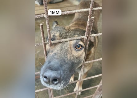 update Fotos - Notfall - Dieser liebe Schäferhundmix braucht dringend ein Zuhause
