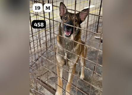 update Fotos - Notfall - Dieser liebe Schäferhundmix braucht dringend ein Zuhause
