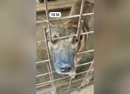 update Fotos - Notfall - Dieser liebe Schäferhundmix braucht dringend ein Zuhause