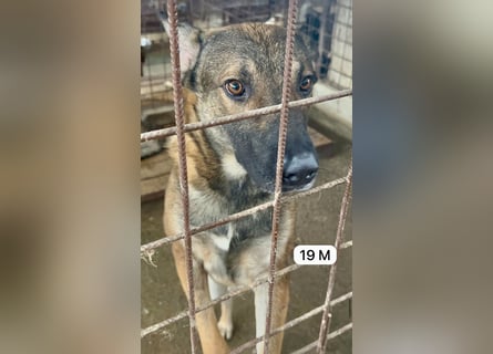 update Fotos - Notfall - Dieser liebe Schäferhundmix braucht dringend ein Zuhause