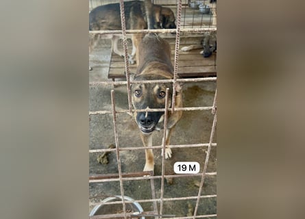update Fotos - Notfall - Dieser liebe Schäferhundmix braucht dringend ein Zuhause
